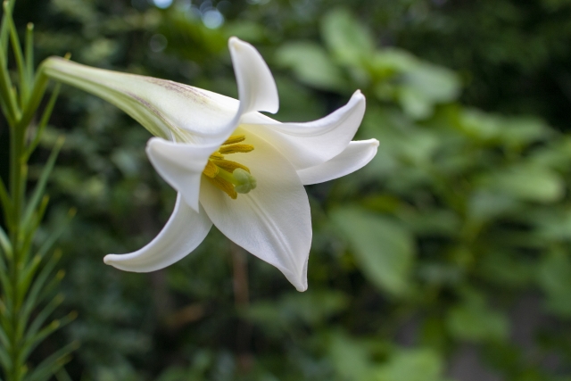 ペット葬儀百合の花